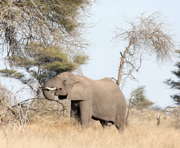 Ein Elefant Kruger Nationalpark Afrika — Stockfoto