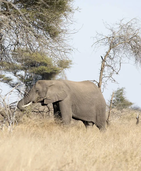 Ein Elefant Kruger Nationalpark Afrika — Stockfoto