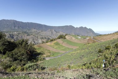 La Reunion, Fransa 'daki ekili tarla manzarası