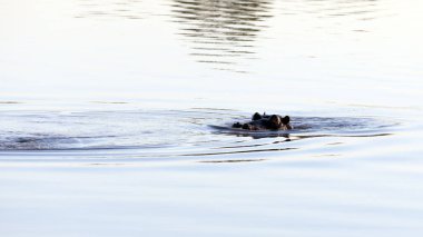 Güney Afrika 'daki nehirde su aygırının görüntüsü