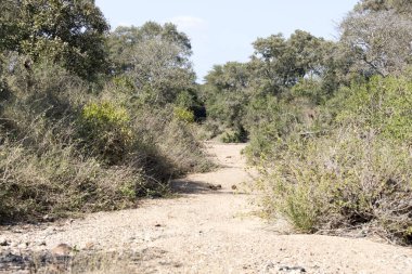 Güney Afrika 'da kurak bir nehir manzarası
