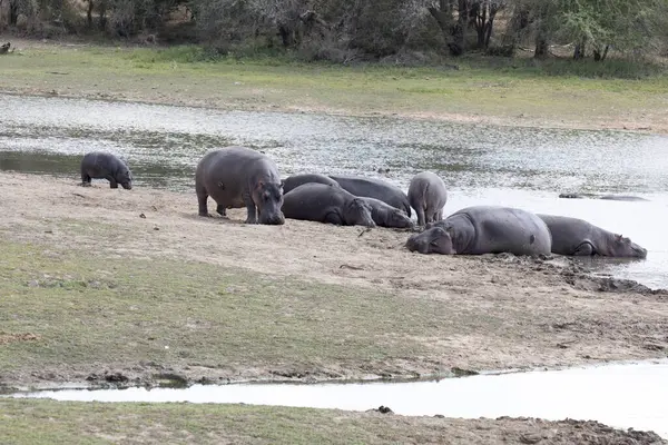 Vue Hippopotame Sur Rivière Afrique Sud — Photo