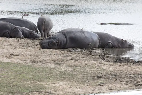 Vue Hippopotame Sur Rivière Afrique Sud — Photo