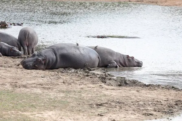 Widok Hipopotama Nad Rzeką Republice Południowej Afryki — Zdjęcie stockowe