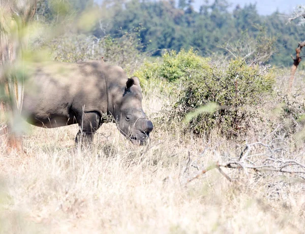 Rinoceronte Branco Parque Após Guarnição Chifres África Sul — Fotografia de Stock