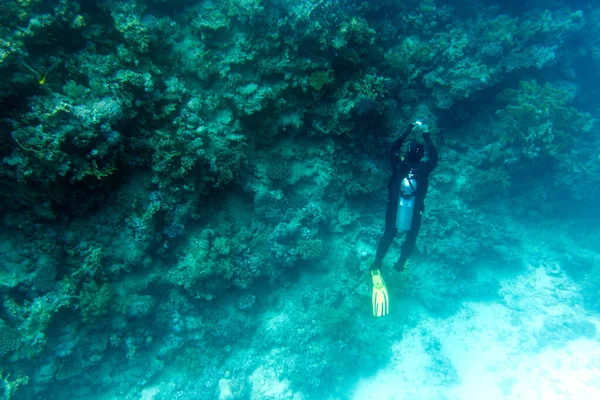 Sharm Sheik Égypte Avril 2022 Touristes Plongeant Dans Récif Corallien — Photo