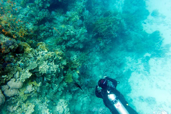 Sharm Sheik Ägypten April 2022 Touristen Tauchen Korallenriff — Stockfoto