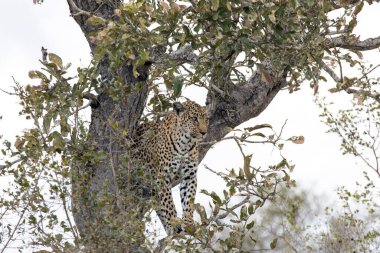 Kruger parkındaki bir ağaçtaki leopar manzarası