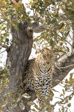 Kruger parkındaki bir ağaçtaki leopar manzarası