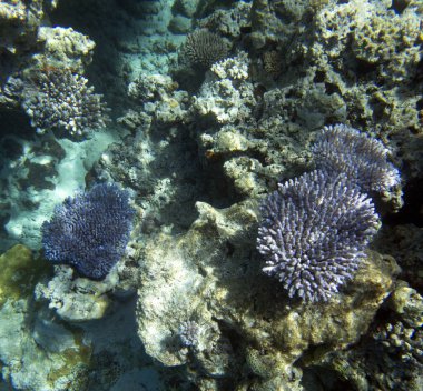 Yeni Kaledonya resifindeki renkli mercanların manzarası