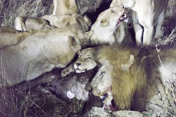 View of lions group eating a buffalo in Kruger park