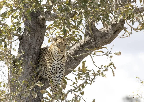 Ein Blick Auf Den Leoparden Auf Einem Baum Kruger Park — Stockfoto
