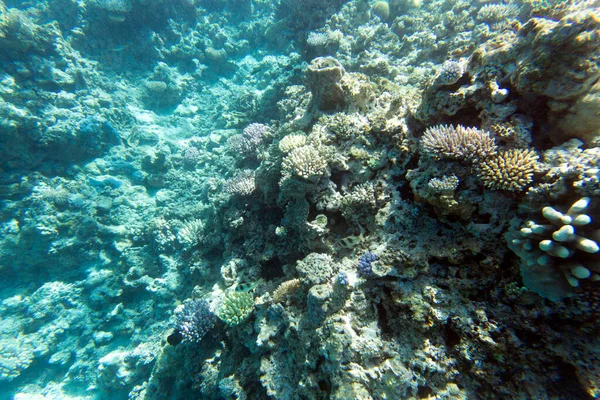 Vista Coloridos Corales Arrecife Nueva Caledonia — Foto de Stock