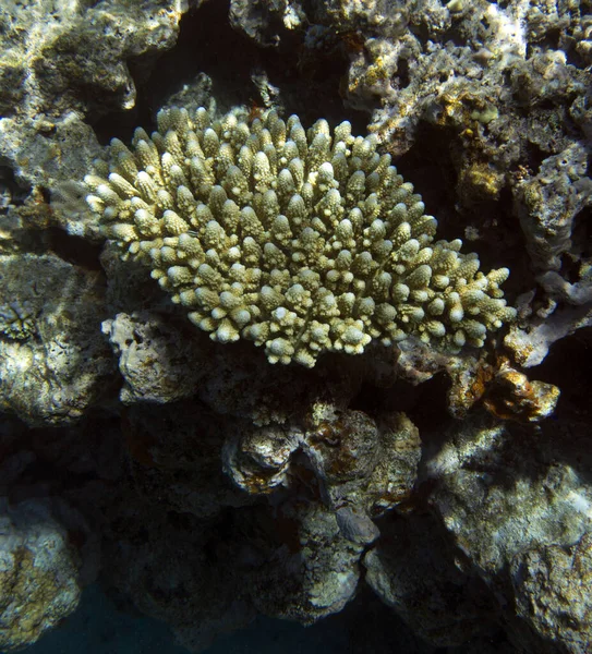 Vista Coloridos Corales Arrecife Nueva Caledonia — Foto de Stock