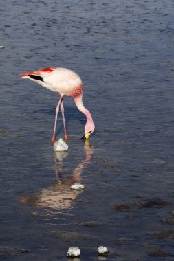 Bolivya 'daki lagündeki kırmızı flamingo manzarası