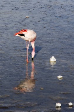 Bolivya 'daki lagündeki kırmızı flamingo manzarası