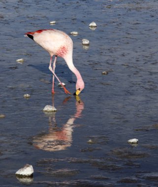 Bolivya 'daki lagündeki kırmızı flamingo manzarası