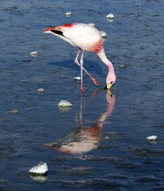 Bolivya 'daki lagündeki kırmızı flamingo manzarası
