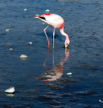 Bolivya 'daki lagündeki kırmızı flamingo manzarası