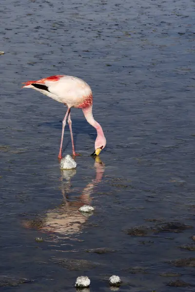 Vista Flamingo Vermelho Lagoa Bolívia — Fotografia de Stock
