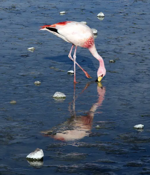 Bolivya 'daki lagündeki kırmızı flamingo manzarası