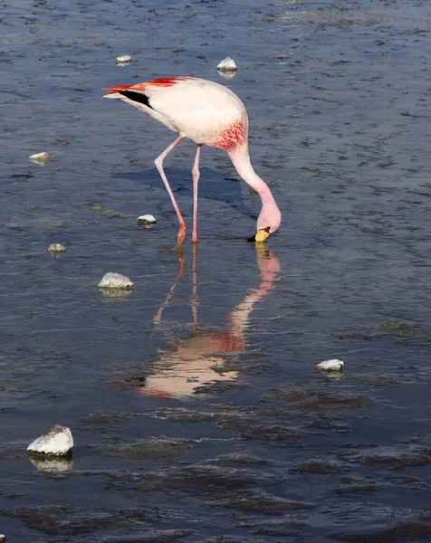 Bolivya 'daki lagündeki kırmızı flamingo manzarası