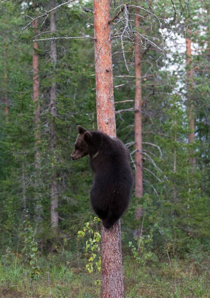 Вид Коричневого Ведмедя Влітку Фінляндії — стокове фото