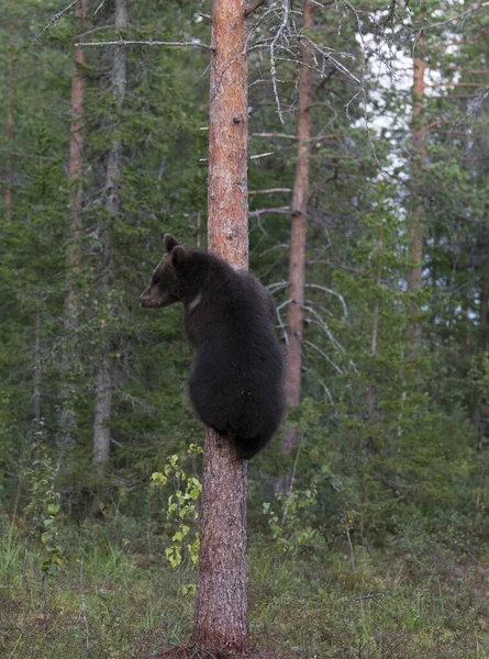 Uma Vista Urso Marrom Durante Verão Finlândia — Fotografia de Stock