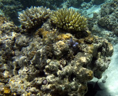 Yeni Kaledonya 'daki mercan resifinin manzarası