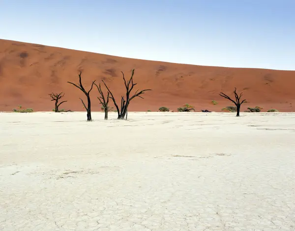 Kırmızı kum tepeleri, tuzlu zemin ve ölü ağaçlar, Deadvlei, Namibya manzarası