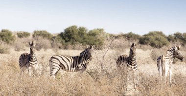 Namibya 'da zebra manzarası