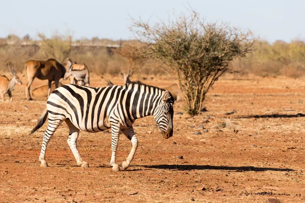 Namibya 'da zebra manzarası