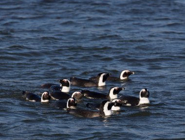 Namibya 'da yüzen Afrikalı penguenlerin fotoğrafı