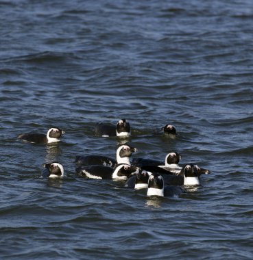 Namibya 'da yüzen Afrikalı penguenlerin fotoğrafı