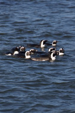 Namibya 'da yüzen Afrikalı penguenlerin fotoğrafı