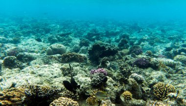 Sharm El Sheik, Mısır 'daki mercan resifi manzarası
