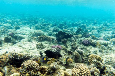 Sharm El Sheik, Mısır 'daki mercan resifi manzarası