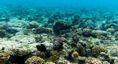 Sharm El Sheik, Mısır 'daki mercan resifi manzarası