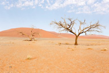 Sossusvlei, Namibya 'daki kırmızı kum tepeleri ve ölü ağaç manzarası