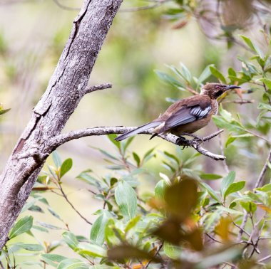 Yeni Kaledonya 'daki Yeni Kaledonya Friarbird manzarası