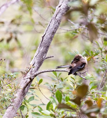 Yeni Kaledonya 'daki Yeni Kaledonya Friarbird manzarası