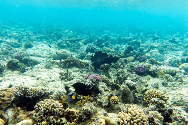 Sharm El Sheik, Mısır 'daki mercan resifi manzarası