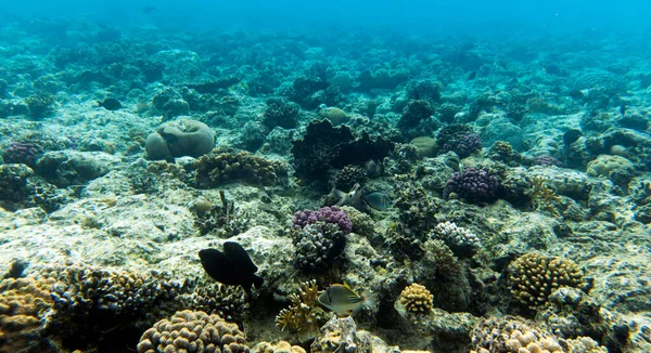 Sharm El Sheik, Mısır 'daki mercan resifi manzarası