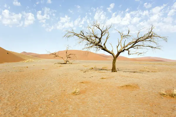 Sossusvlei, Namibya 'daki kırmızı kum tepeleri ve ölü ağaç manzarası