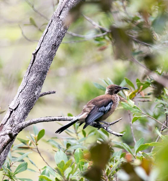Yeni Kaledonya 'daki Yeni Kaledonya Friarbird manzarası
