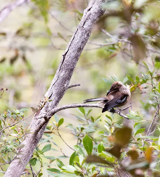 Yeni Kaledonya 'daki Yeni Kaledonya Friarbird manzarası