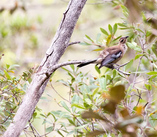 Yeni Kaledonya 'daki Yeni Kaledonya Friarbird manzarası