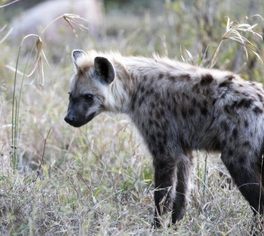 Kruger Park 'taki benekli sırtlanın gece fotoğrafı.