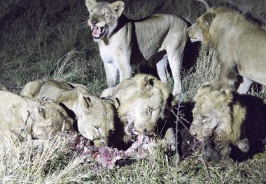 Kruger Park 'ta bufalo yiyen aslanların gece fotoğrafı.