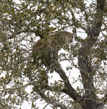 Güney Afrika 'da ağaçtaki leopar manzarası